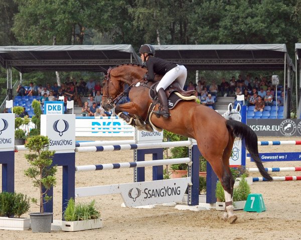 Springpferd Sam XL (Hannoveraner, 2012, von Stanley)