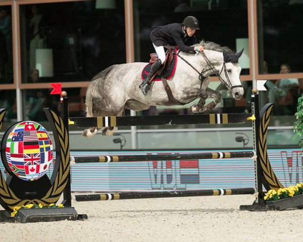 broodmare Gina (Belgian Warmblood, 2006, from Cicero Z van Paemel)