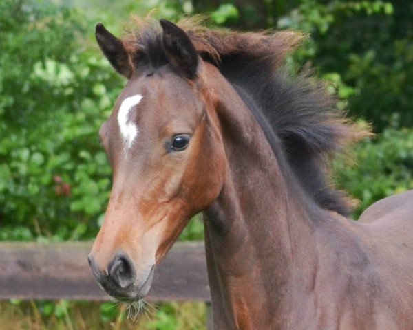 horse Cassandra Z (Zangersheide riding horse, 2013, from Casimo)