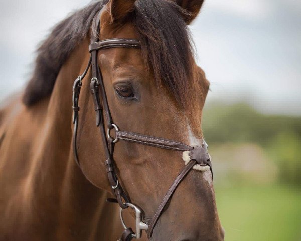 Jumper Toureen Clover (Irish Sport Horse, 2005, from Mr Clover)