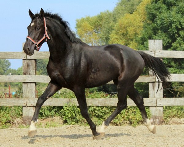 horse Jack black (KWPN (Royal Dutch Sporthorse),  , from Mtf Starpower)