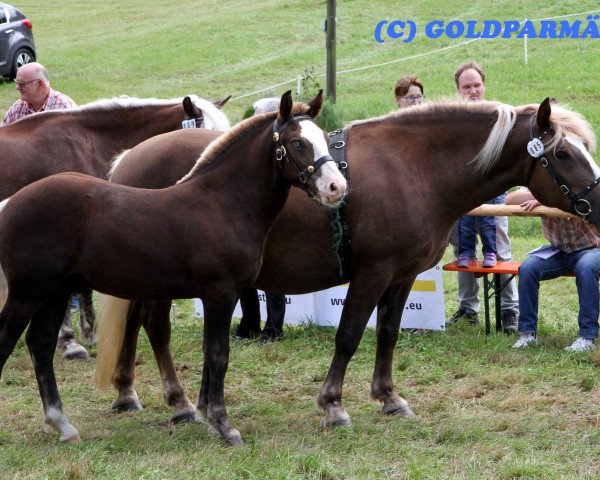 Cavallo Rio S (Cavallo della Foresta Nera, 2014, di Rossfest)