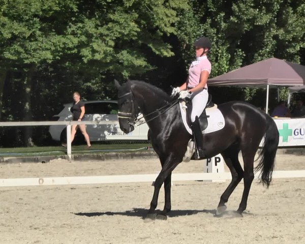 Reitturnier Waiblingen 2018