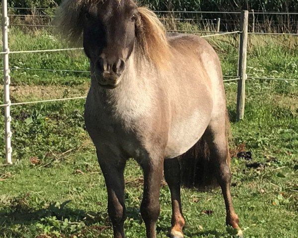 stallion Many Minis Ultimo (Shetland pony (under 87 cm), 2012, from Uno van de Zandhoven)