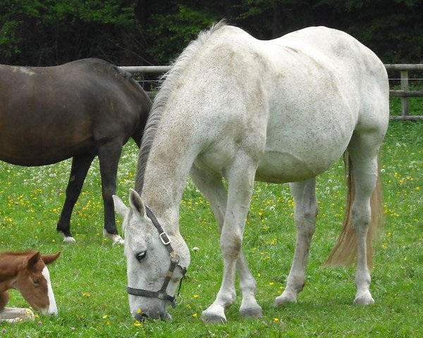 broodmare Weissandra (Oldenburg, 1992, from Inselfürst)