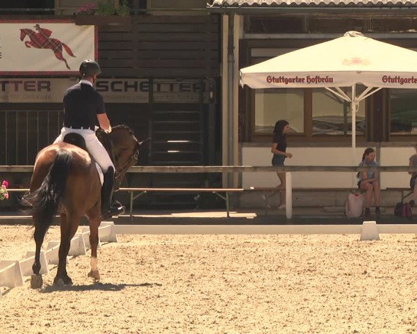 Reitturnier Waiblingen 2018