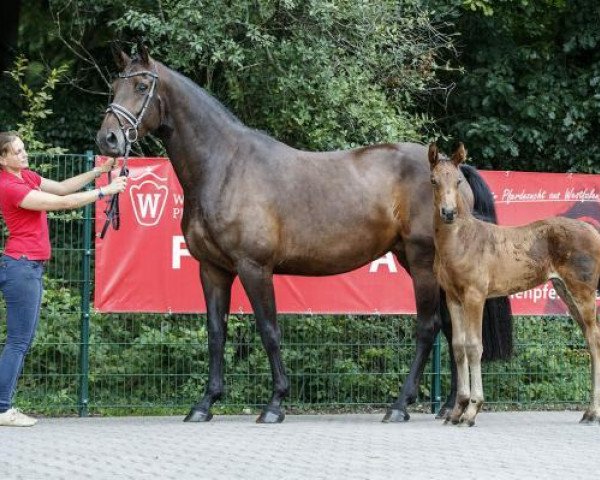 broodmare Stute von Balous Bellini (Westphalian, 2017, from Balous Bellini)