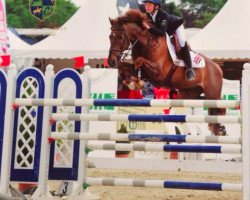 jumper Moneymaker (Belgian Riding Pony, 2000)
