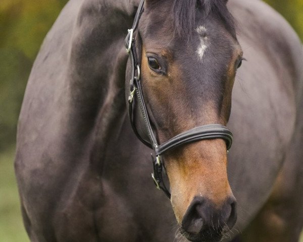 horse Destanos Daydream (Oldenburg, 2013, from Destano)