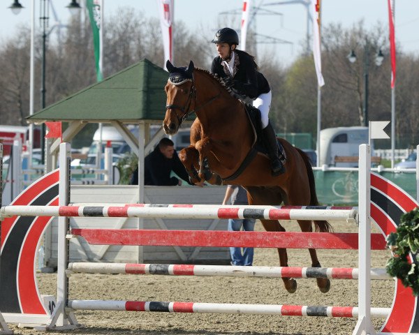 Springpferd Galliano (Hannoveraner, 2011, von Gavi)