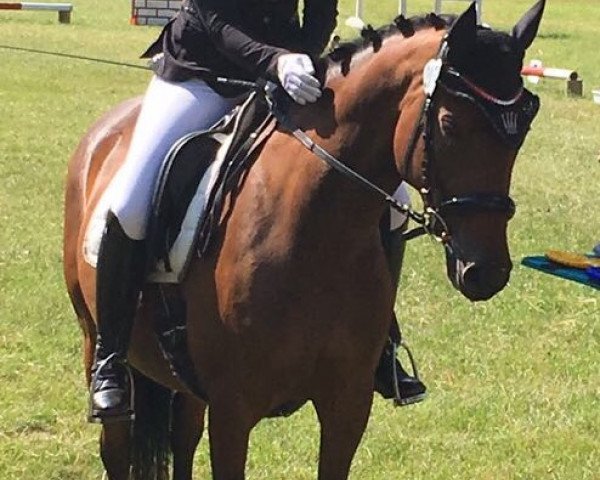 jumper Juicy Lady (German Riding Pony, 2009, from Noir de Luxe)