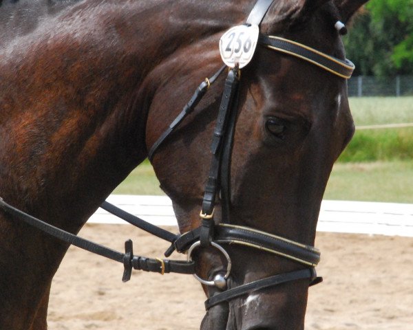Dressurpferd Sid 39 (Deutsches Sportpferd, 2009, von Simonetti)