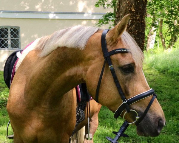 dressage horse Steendieks Prince of Loxley (German Riding Pony, 2011, from Steendieks Prince of Glory)