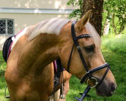 dressage horse Steendieks Prince of Loxley (German Riding Pony, 2011, from Steendieks Prince of Glory)