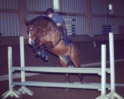 broodmare La Jolie L (Holsteiner, 2009, from Landos)