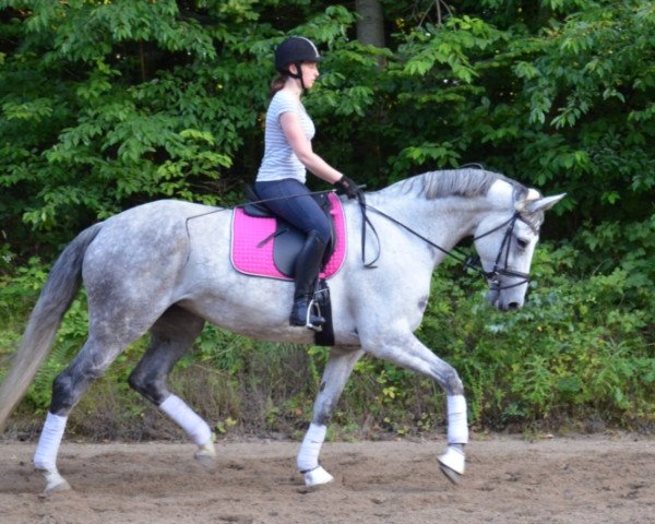 jumper Haasje (Hanoverian, 2007, from Hotline)