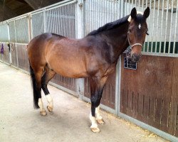 Dressage horse Signor (KWPN (Dutch Warmblood), 1999, from Gribaldi)