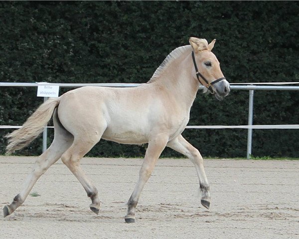 horse Jellybean (Fjord Horse, 2017, from Djevin) horse Jellybean (Fjord Horse, 2017, from Djevin)