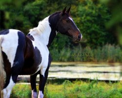 jumper Wynona Ryder 2 (Pinto with riding horses pedigree, 2006, from Contrieu)