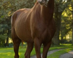 horse Quater's Boy (German Sport Horse, 2013, from Quaterback)