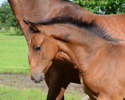 Springpferd Cosmopolitan B (Oldenburger Springpferd, 2017, von Casino Grande)