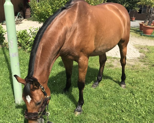 dressage horse Louis 224 (Westphalian, 2004, from Lexus)