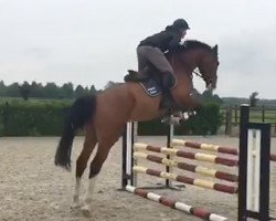 jumper Its Avantos (KWPN (Royal Dutch Sporthorse), 2013, from Avantos)