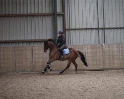 dressage horse Quality's little Fire (Oldenburg show jumper, 2013, from Quality 9)