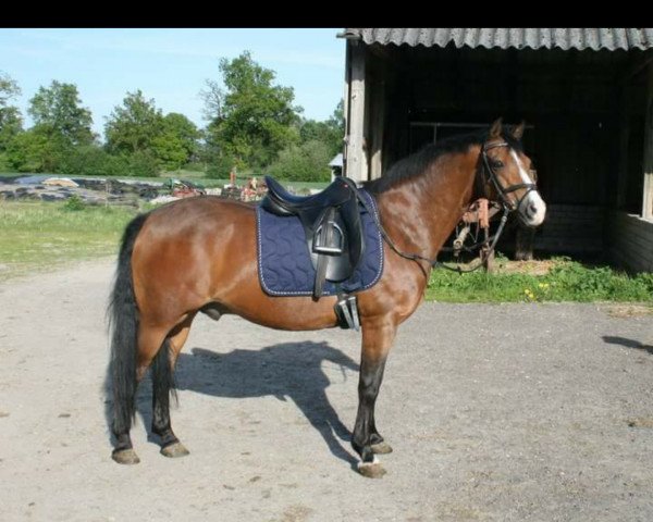 Spranghest Borselino 2 (Tysk ridepony, 1990, fra Brillant)