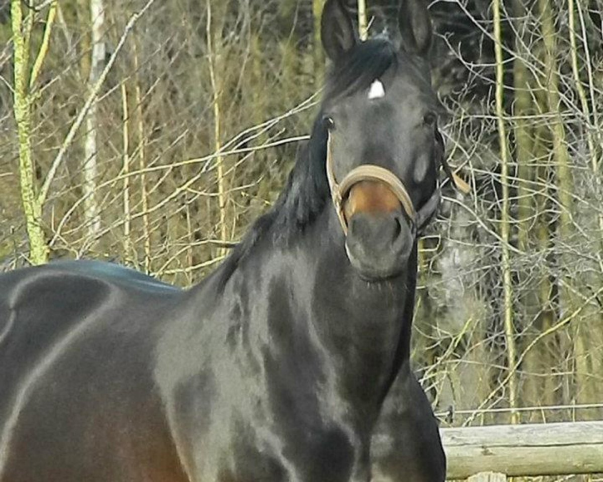 horse Feng Shui 3 (Oldenburg, 2004, from Dr Doolittle 45)