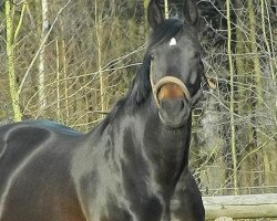 horse Feng Shui 3 (Oldenburg, 2004, from Dr Doolittle 45)