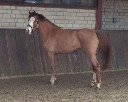jumper Maja 959 (German Riding Pony, 2011, from Manchester)