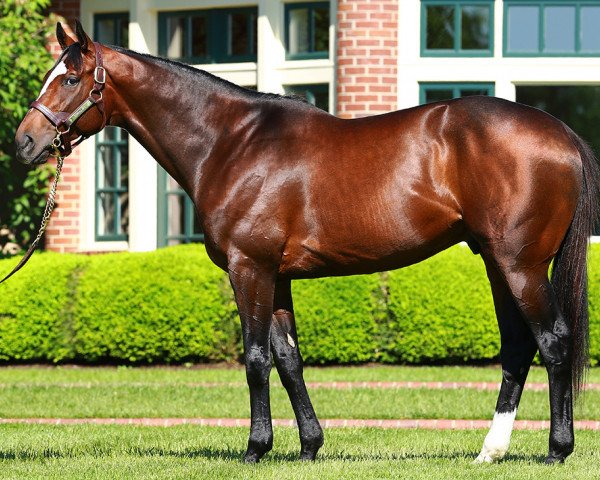 stallion Tonalist xx (Thoroughbred, 2011, from Tapit xx)