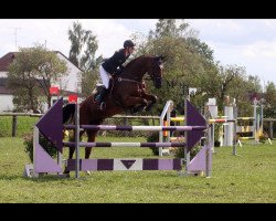 jumper Scarlaty (Westphalian, 2006, from Salito)