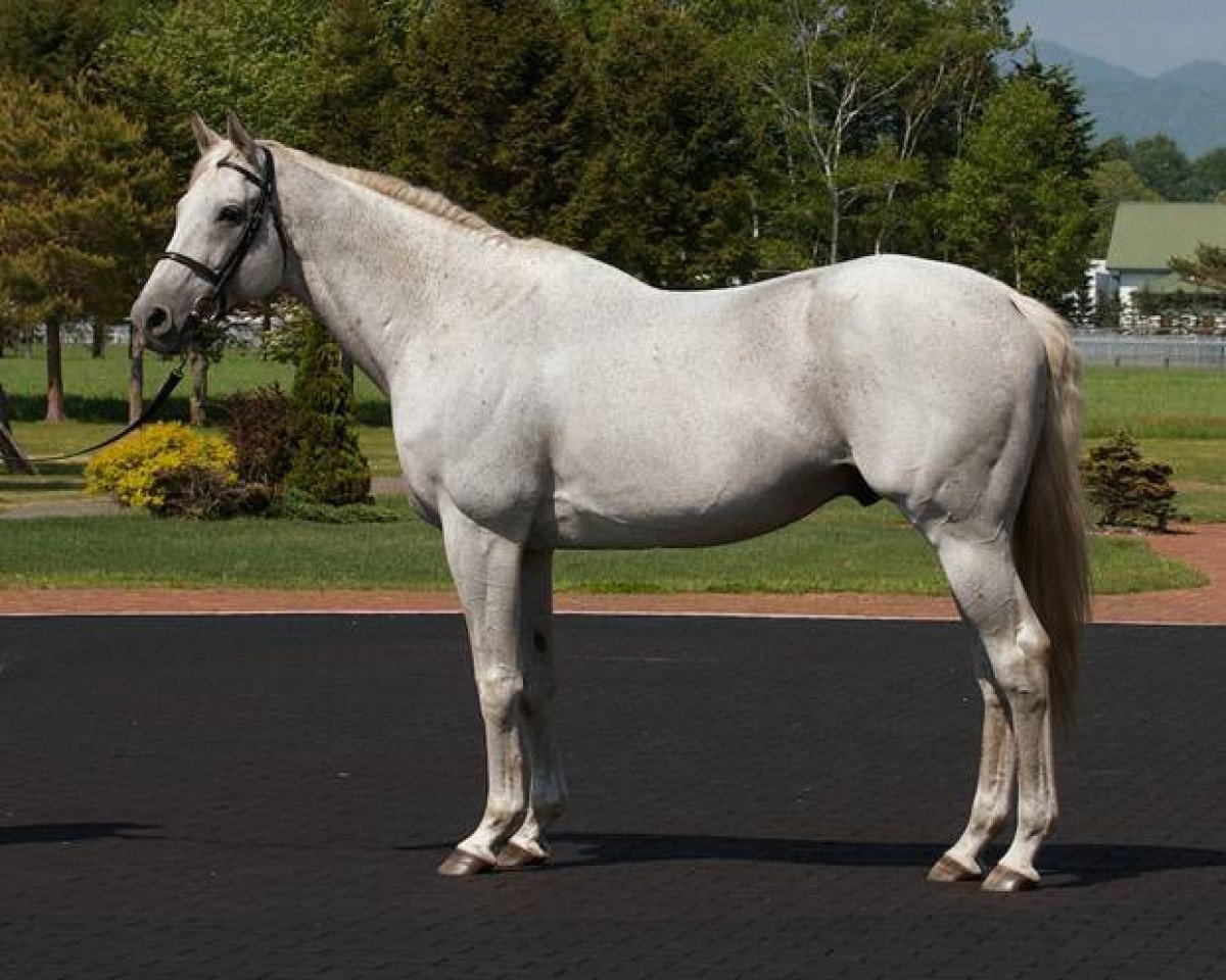 Deckhengst Unbridled's Song xx (Englisches Vollblut, 1993, von Unbridled xx)