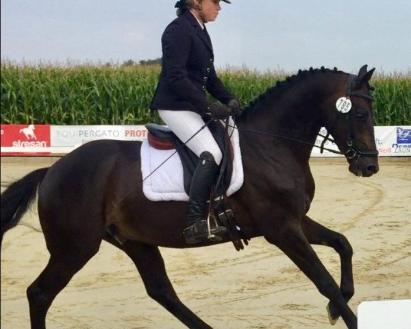 Pferd Frankel 2 (Westfale, 2014, von First Selection)
