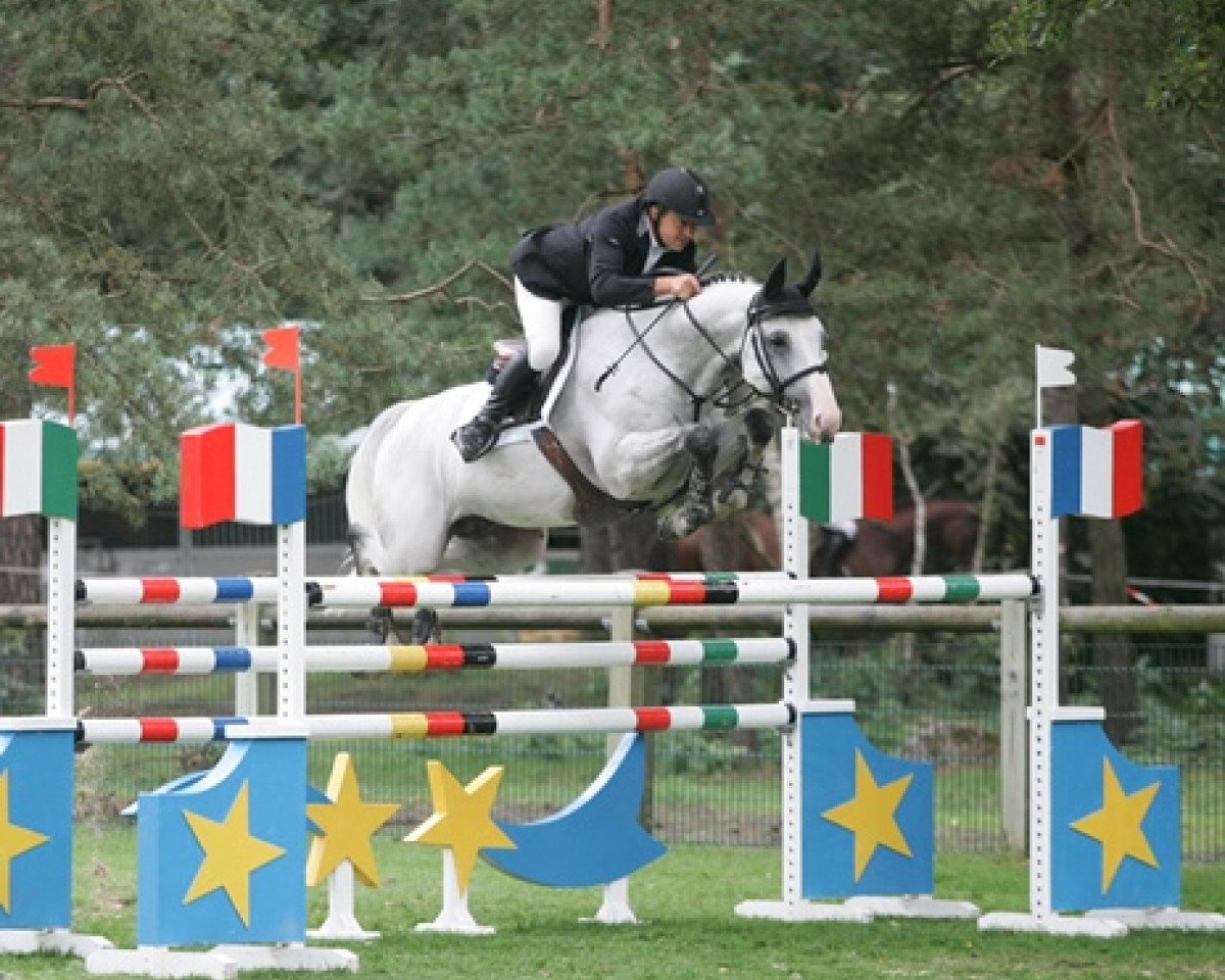 stallion Nathan de la Tour AA (Anglo-Arabs, 2001, from Fusain du Defey AA)