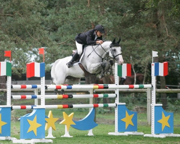 stallion Nathan de la Tour AA (Anglo-Arabs, 2001, from Fusain du Defey AA)