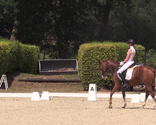 Reitturnier Münster-Handorf 2018