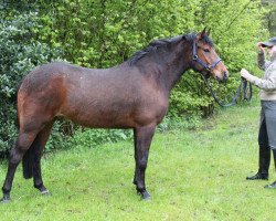 jumper Subliem's Felicia (New Forest Pony, 2006, from Hoppenhof's Luuk)
