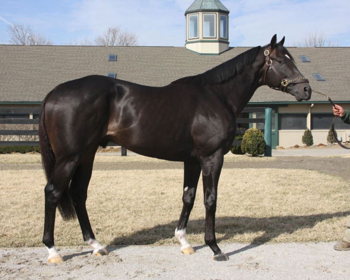 stallion Noble Tune xx (Thoroughbred, 2010, from Unbridled's Song xx)