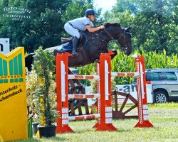 jumper El Ninjo 14 (Hanoverian, 2008, from Escudo I)
