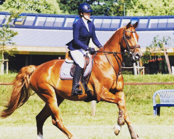 Springpferd Casquall (Holsteiner, 2011, von Casall Ask)