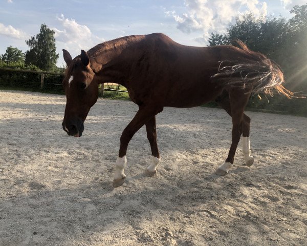 dressage horse Cassius (German Warmblood, 2005, from Careras)