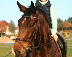 jumper Firefly 15 (Westphalian, 2006, from Felin)