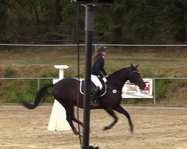 Reitturnier Brilon-Reitanlage Volbracht 2018
