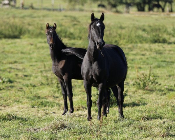 horse Stute von Apollon / Fidermark (Westphalian, 2016, from Apollon)