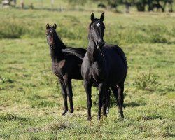 Pferd Stute von Apollon / Fidermark (Westfale, 2016, von Apollon)
