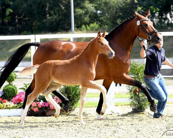broodmare Athene 145 (Oldenburg, 2017, from Danone 4)