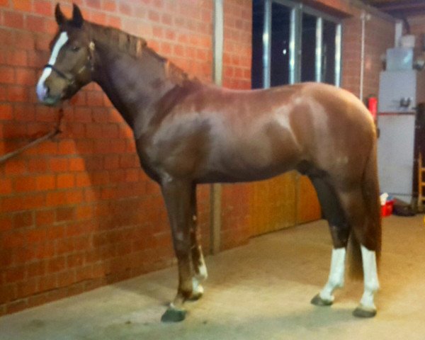 horse Apollon 36 (Oldenburg, 2014, from Fürst Romancier)